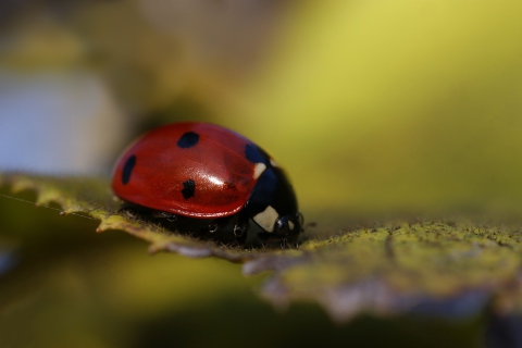 Ladybug Macro screenshot #1 480x320
