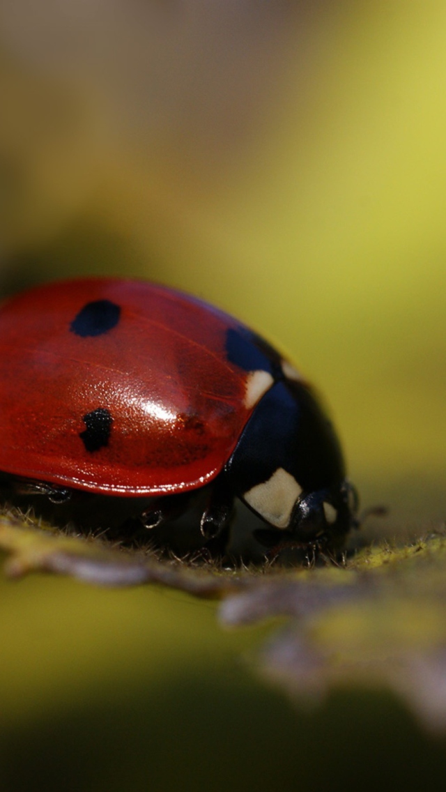 Screenshot №1 pro téma Ladybug Macro 640x1136