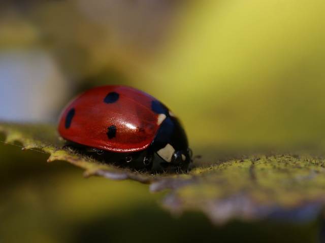 Das Ladybug Macro Wallpaper 640x480