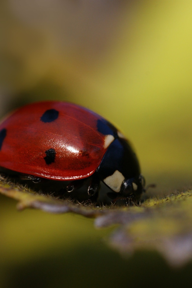 Обои Ladybug Macro 640x960