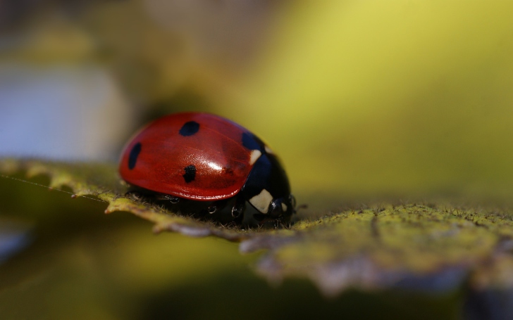 Sfondi Ladybug Macro
