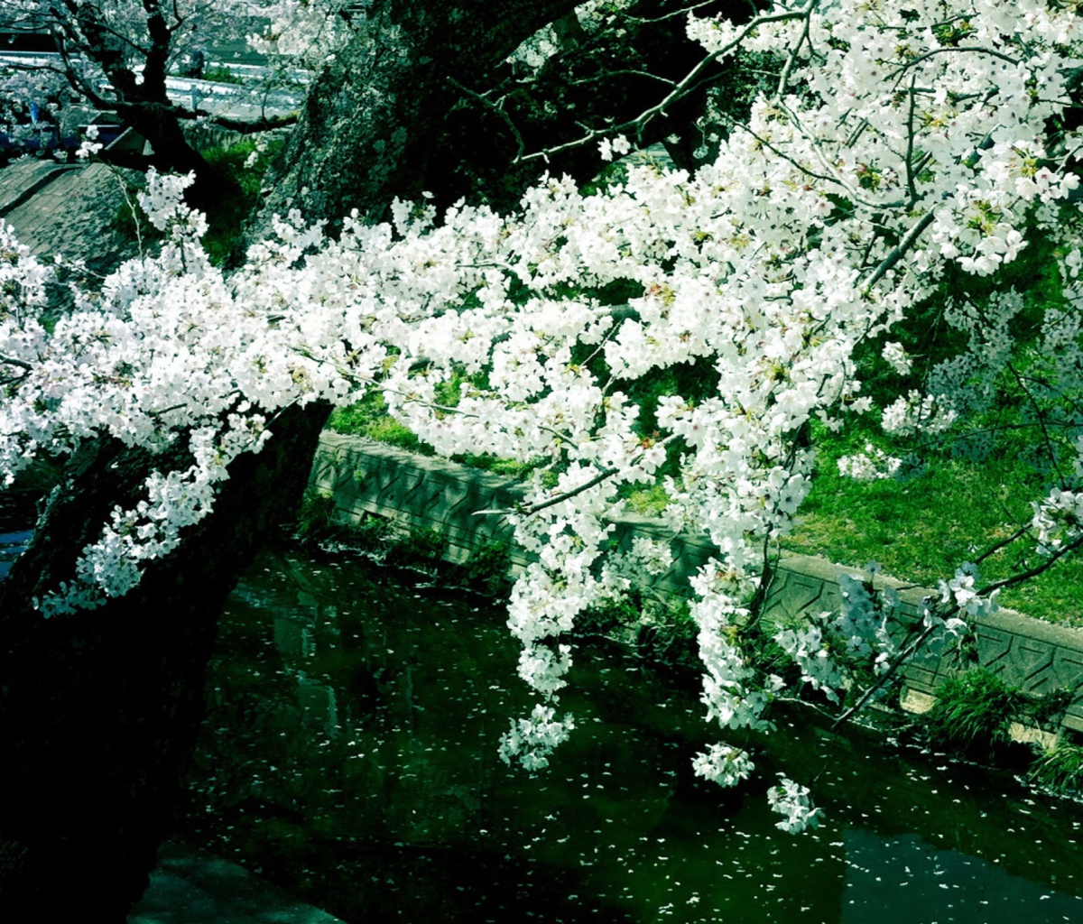 Fondo de pantalla Sakura Iga River 1200x1024