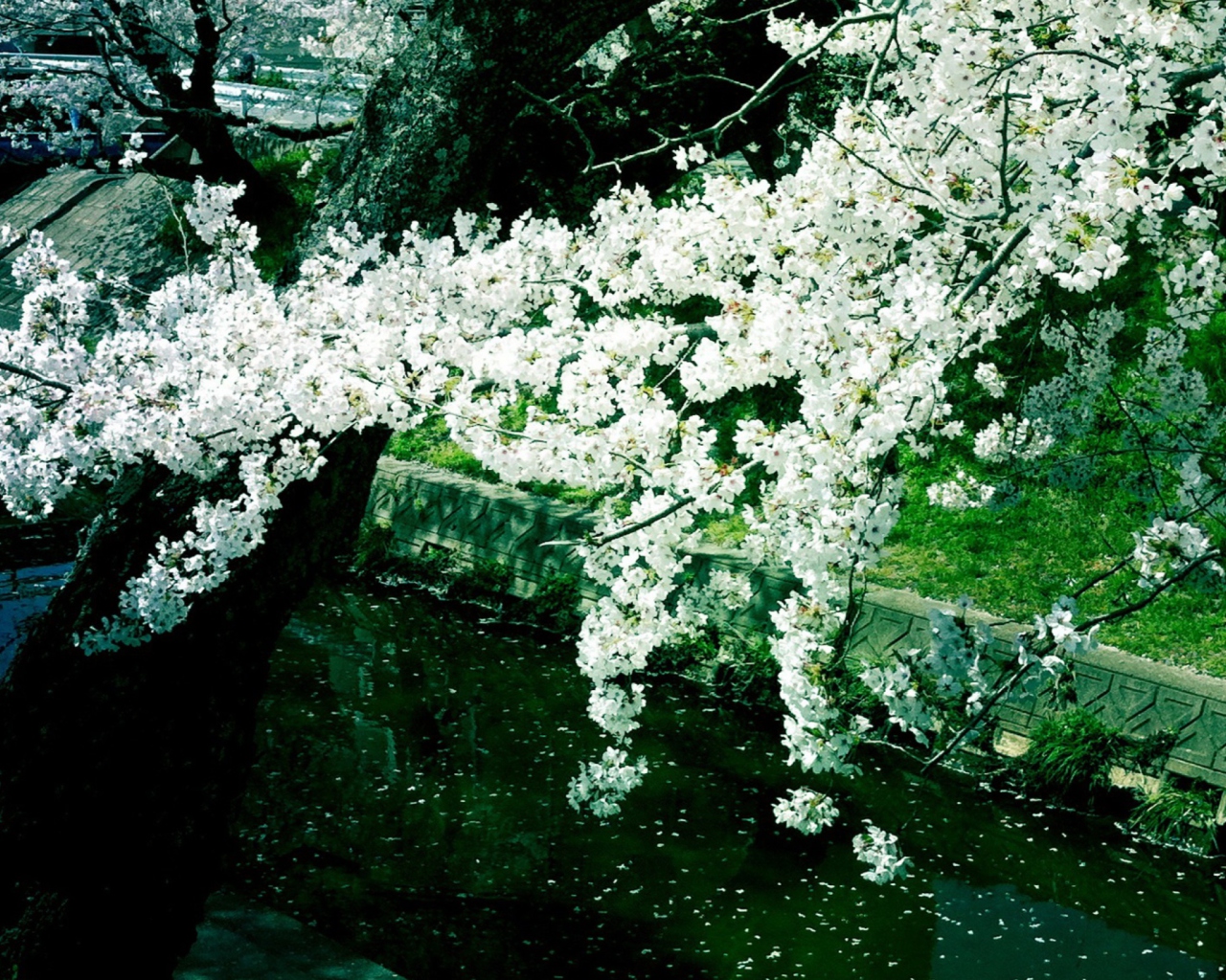 Das Sakura Iga River Wallpaper 1280x1024