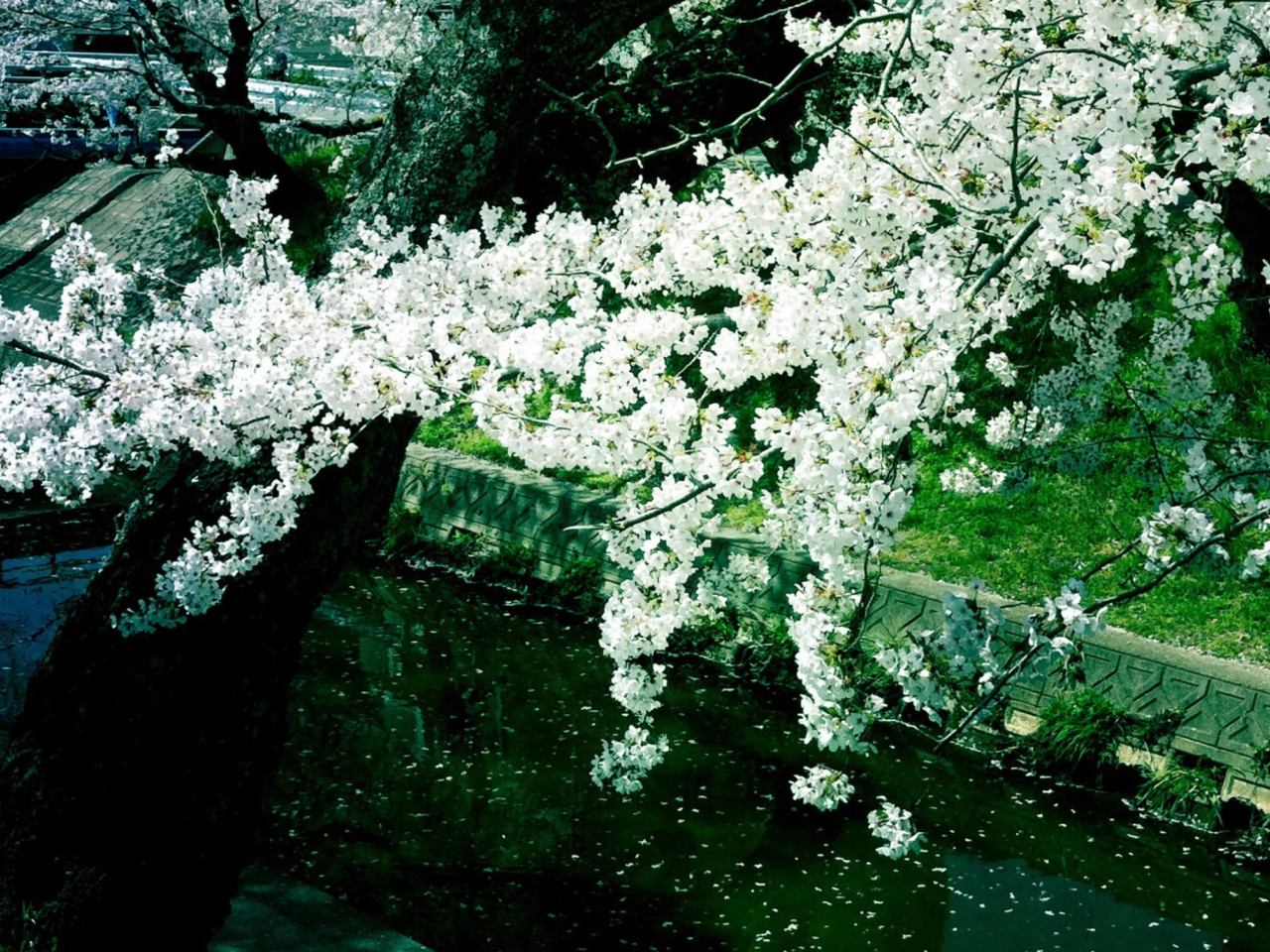 Das Sakura Iga River Wallpaper 1280x960