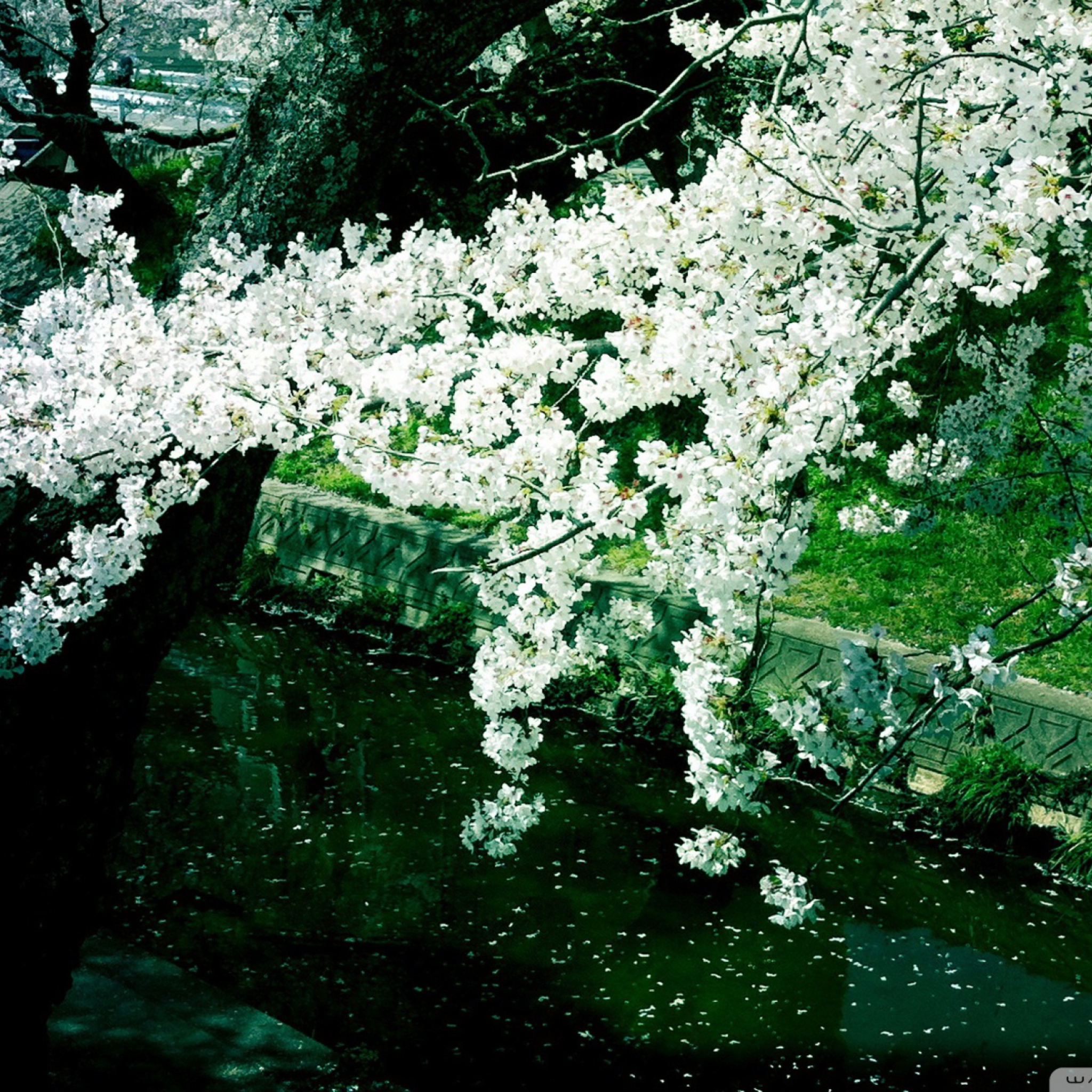 Screenshot №1 pro téma Sakura Iga River 2048x2048