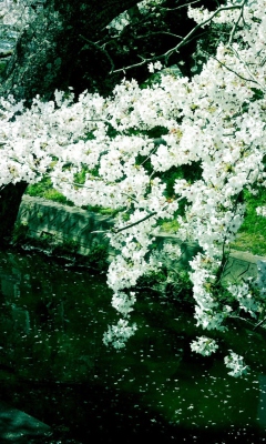 Sakura Iga River screenshot #1 240x400