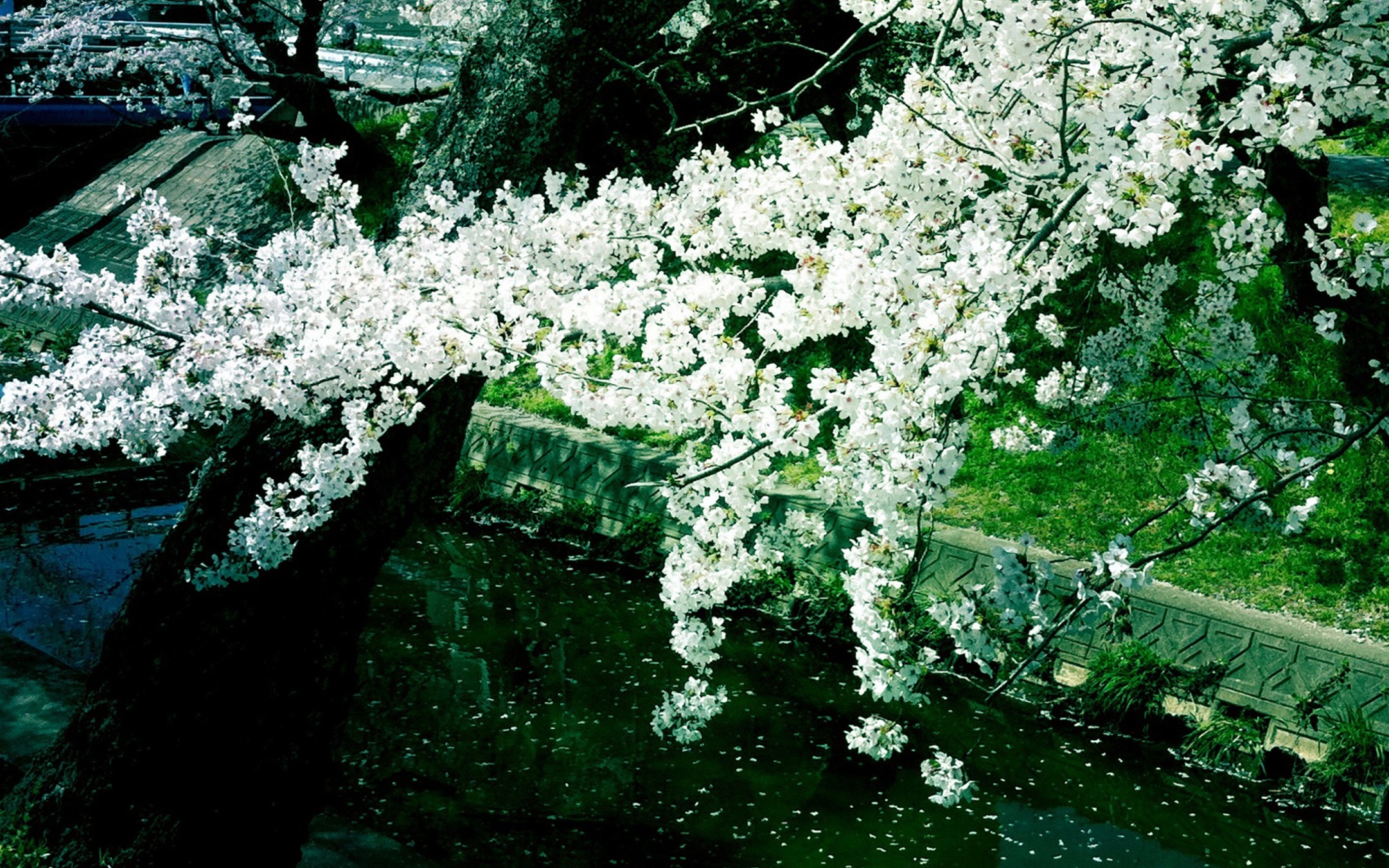 Das Sakura Iga River Wallpaper 2560x1600