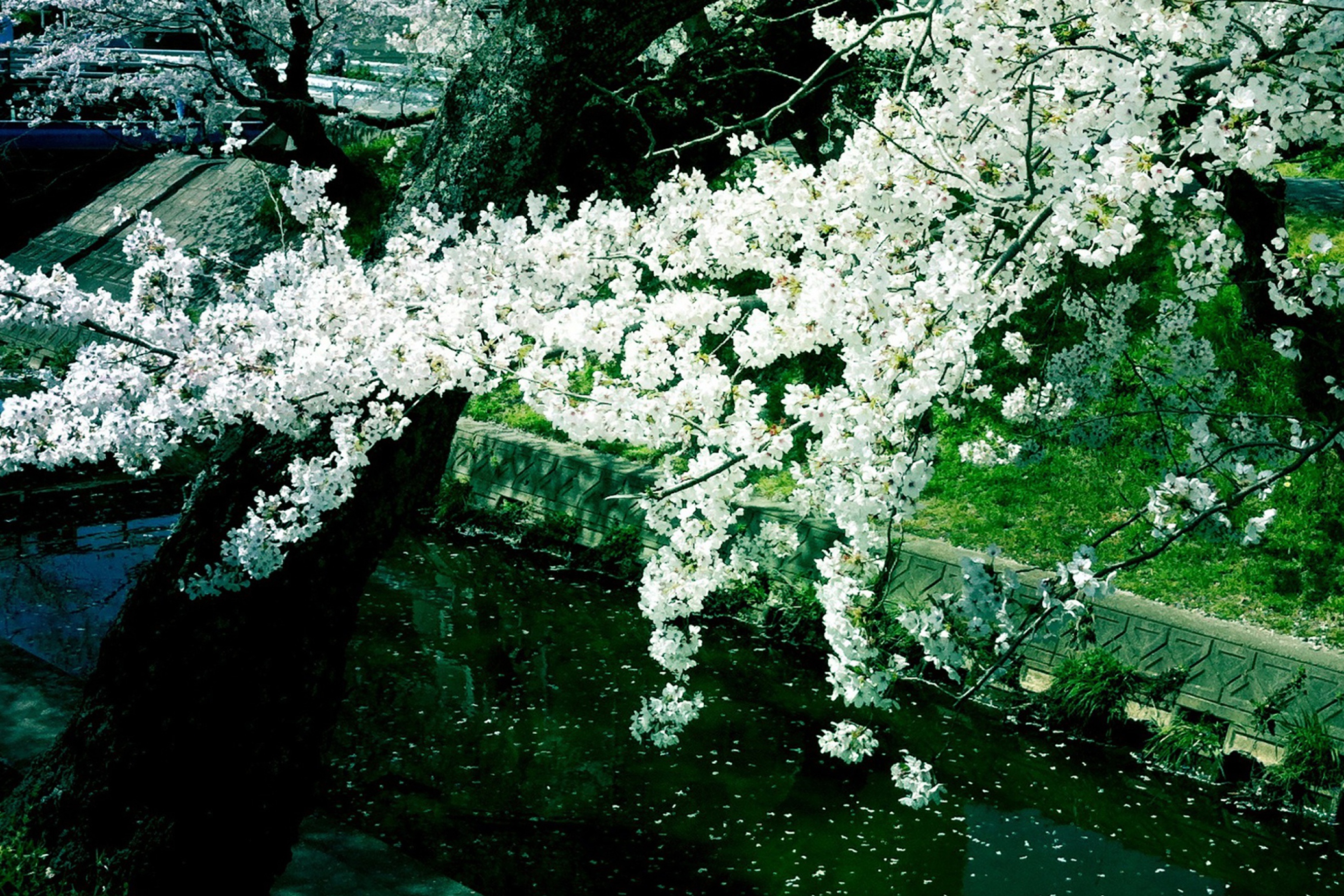 Das Sakura Iga River Wallpaper 2880x1920
