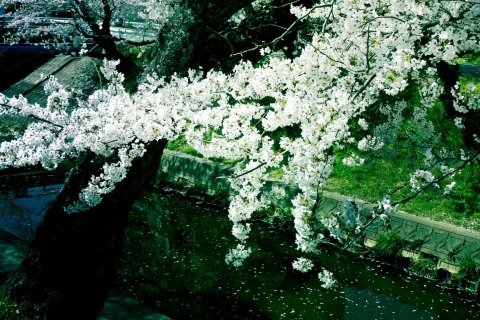 Sakura Iga River screenshot #1 480x320