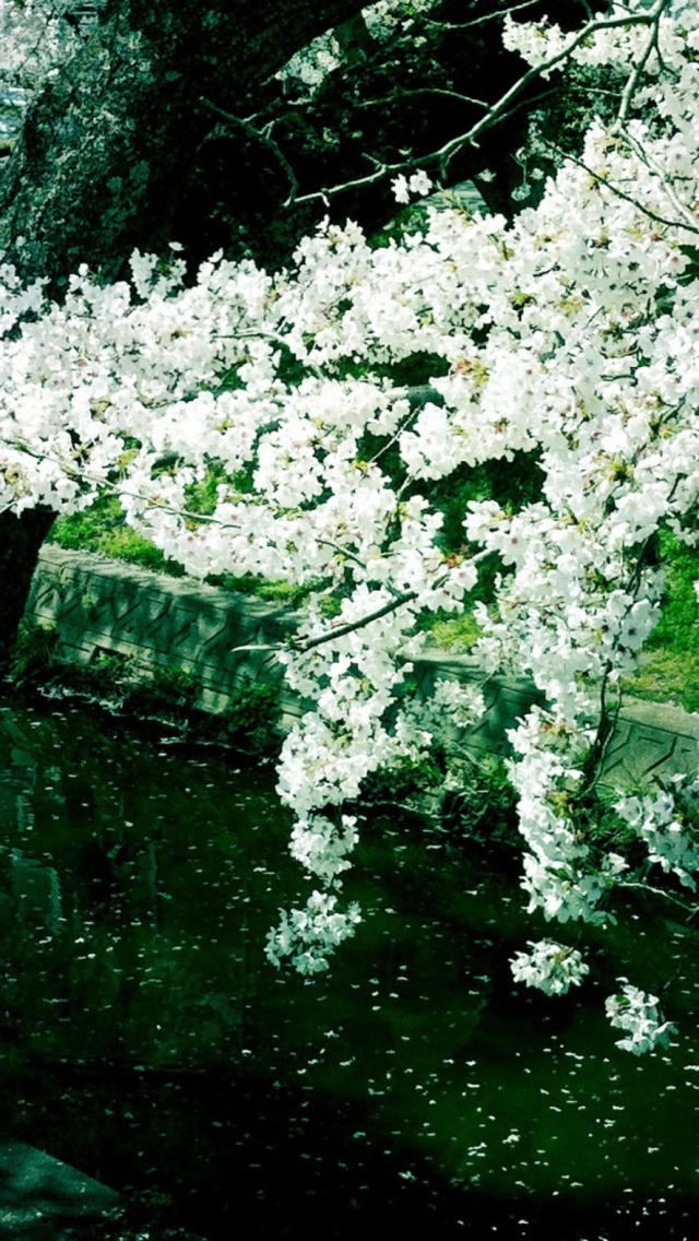 Sfondi Sakura Iga River 640x1136