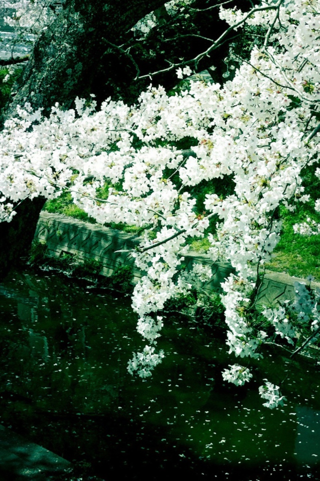 Sakura Iga River screenshot #1 640x960