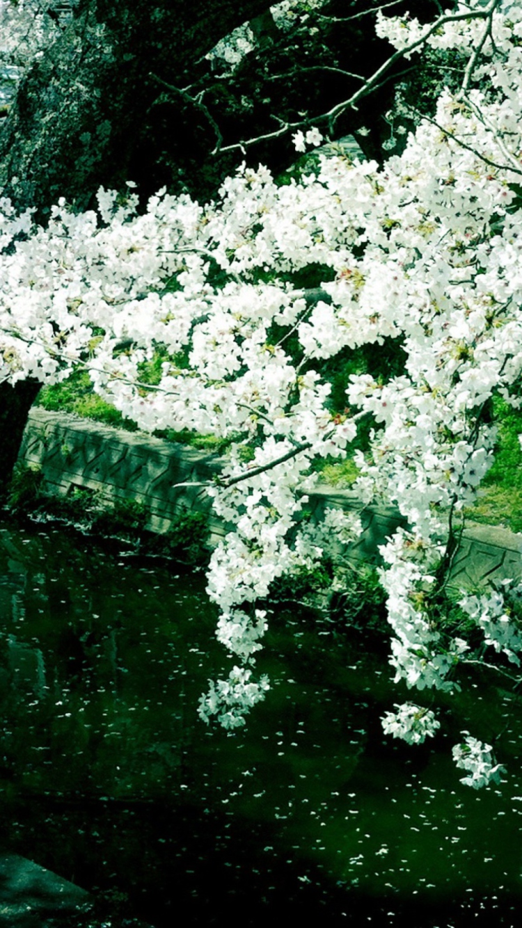 Sakura Iga River wallpaper 750x1334