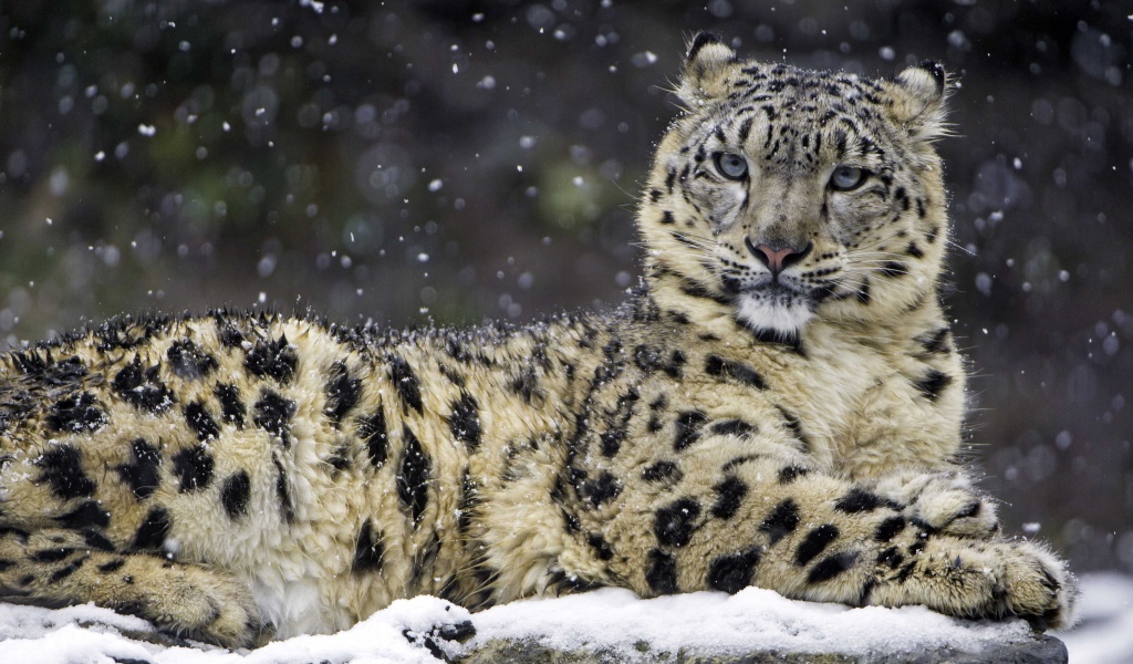 Snow Leopard wallpaper 1024x600