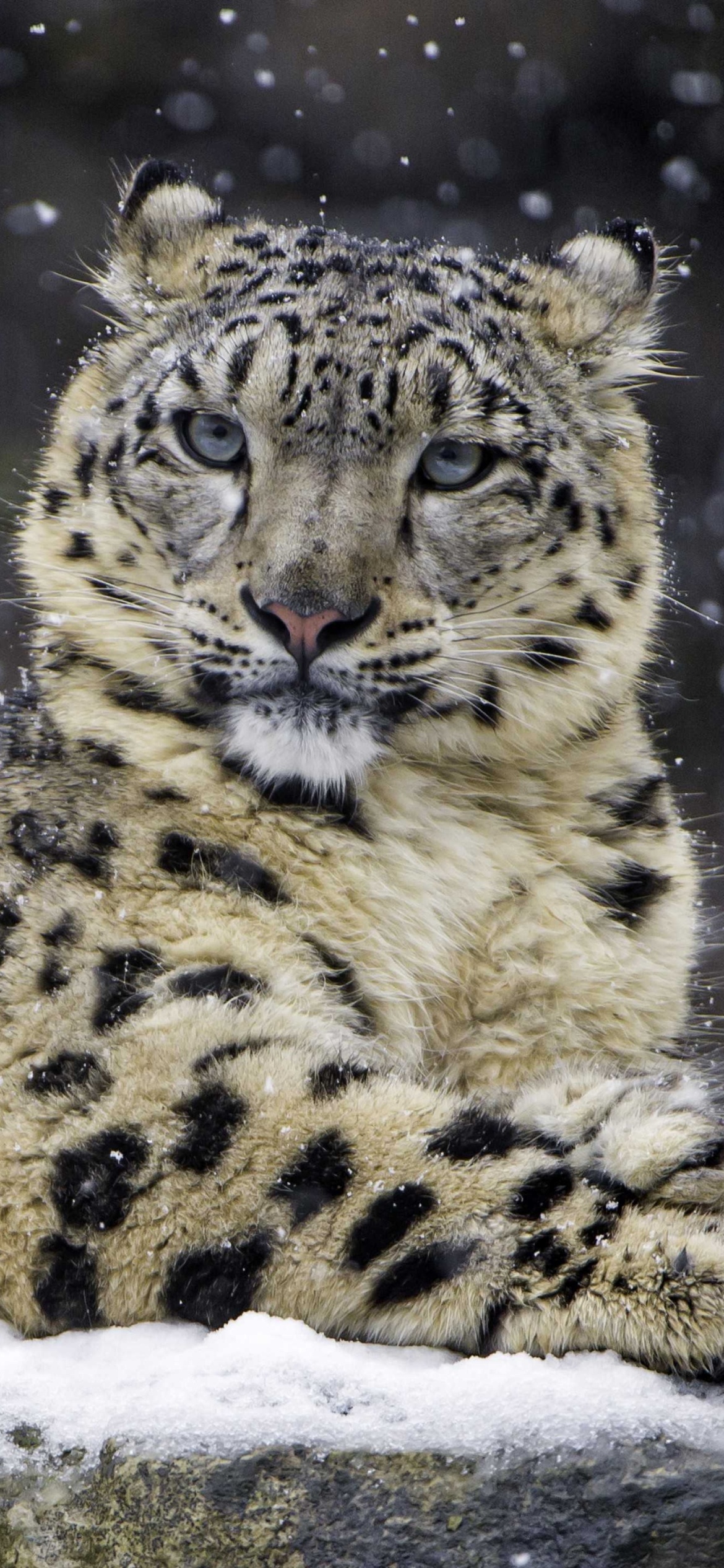 Обои Snow Leopard 1170x2532