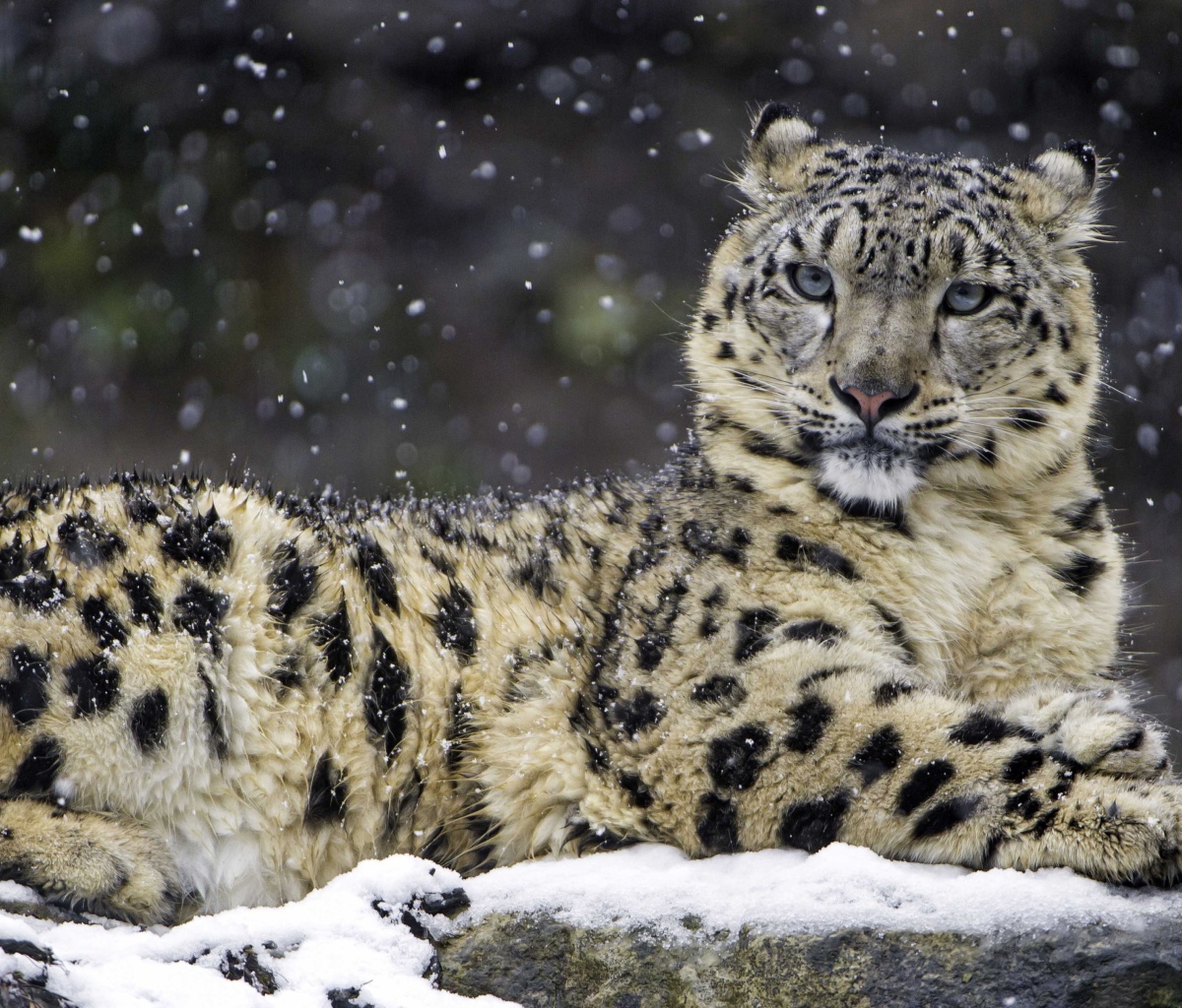 Screenshot №1 pro téma Snow Leopard 1200x1024