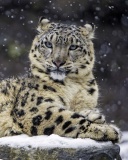 Sfondi Snow Leopard 128x160