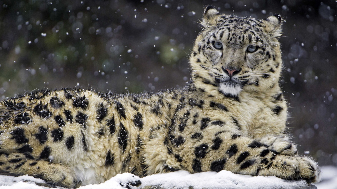 Snow Leopard wallpaper 1366x768
