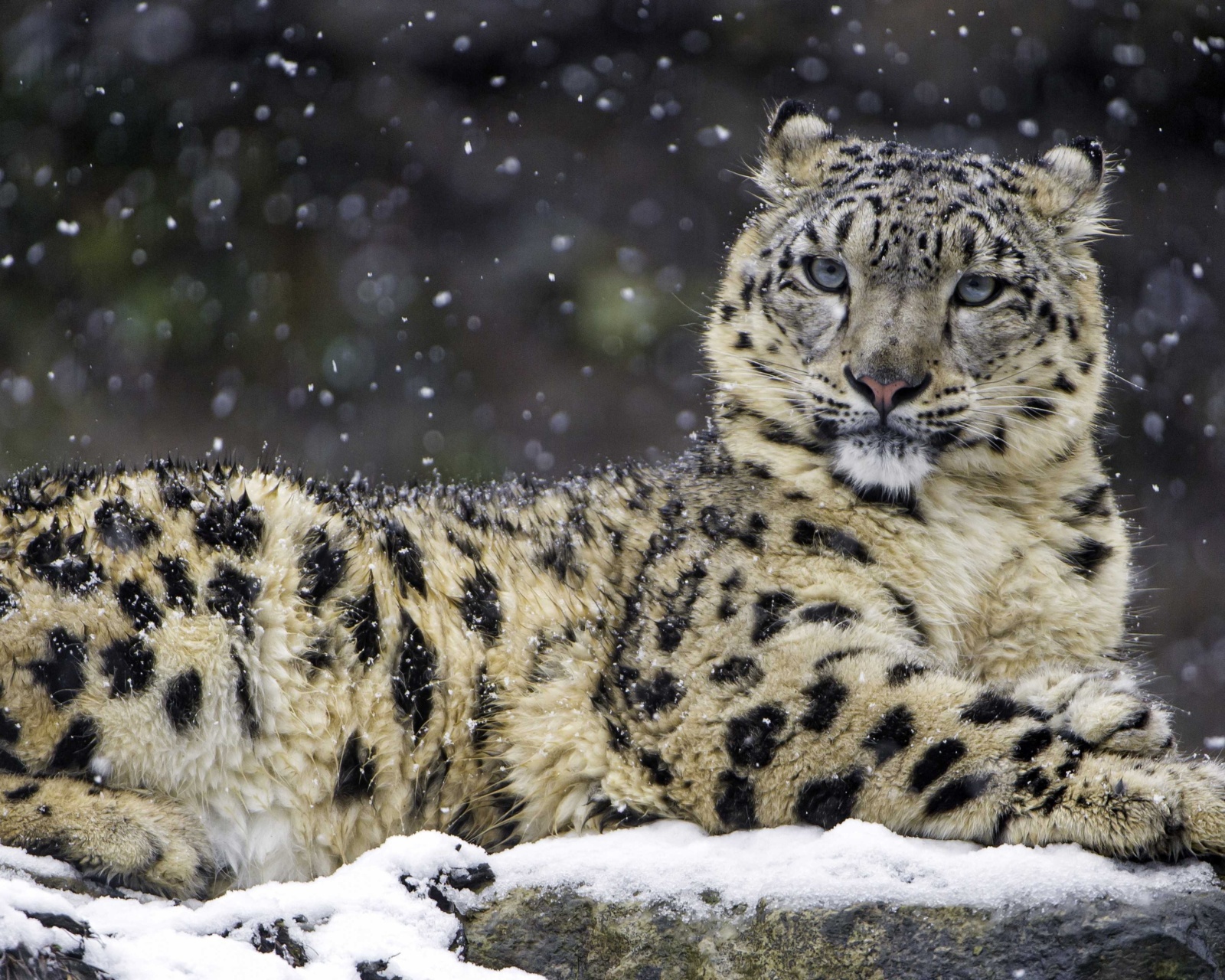 Fondo de pantalla Snow Leopard 1600x1280