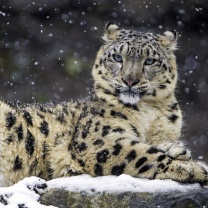 Fondo de pantalla Snow Leopard 208x208