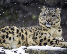 Fondo de pantalla Snow Leopard 220x176