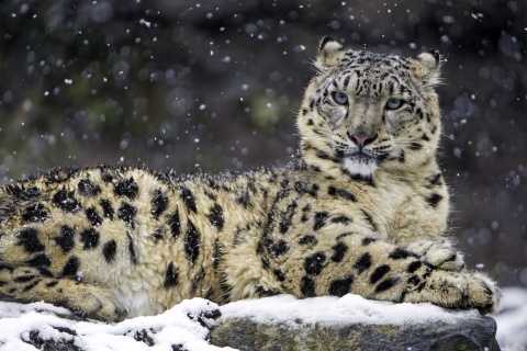 Fondo de pantalla Snow Leopard 480x320