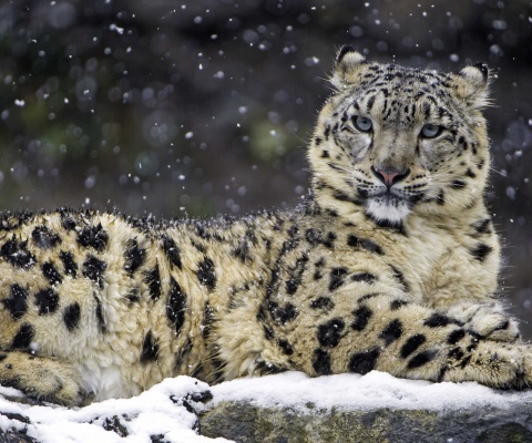 Fondo de pantalla Snow Leopard 480x400
