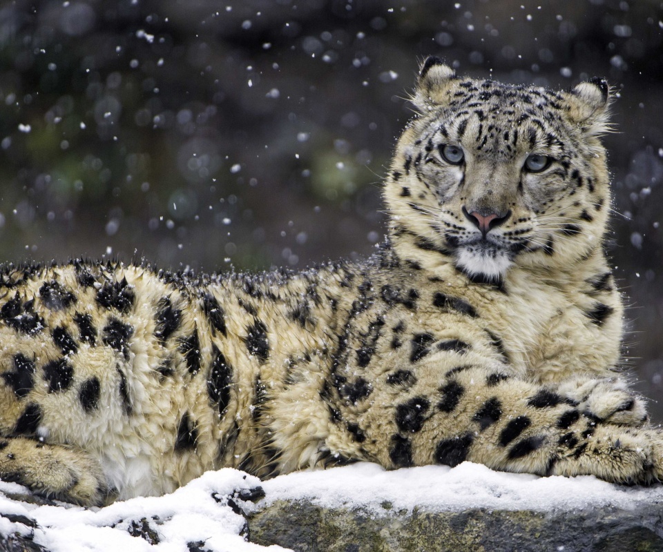 Fondo de pantalla Snow Leopard 960x800