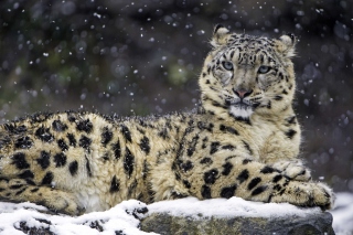 Snow Leopard - Obrázkek zdarma pro Fullscreen Desktop 1280x960