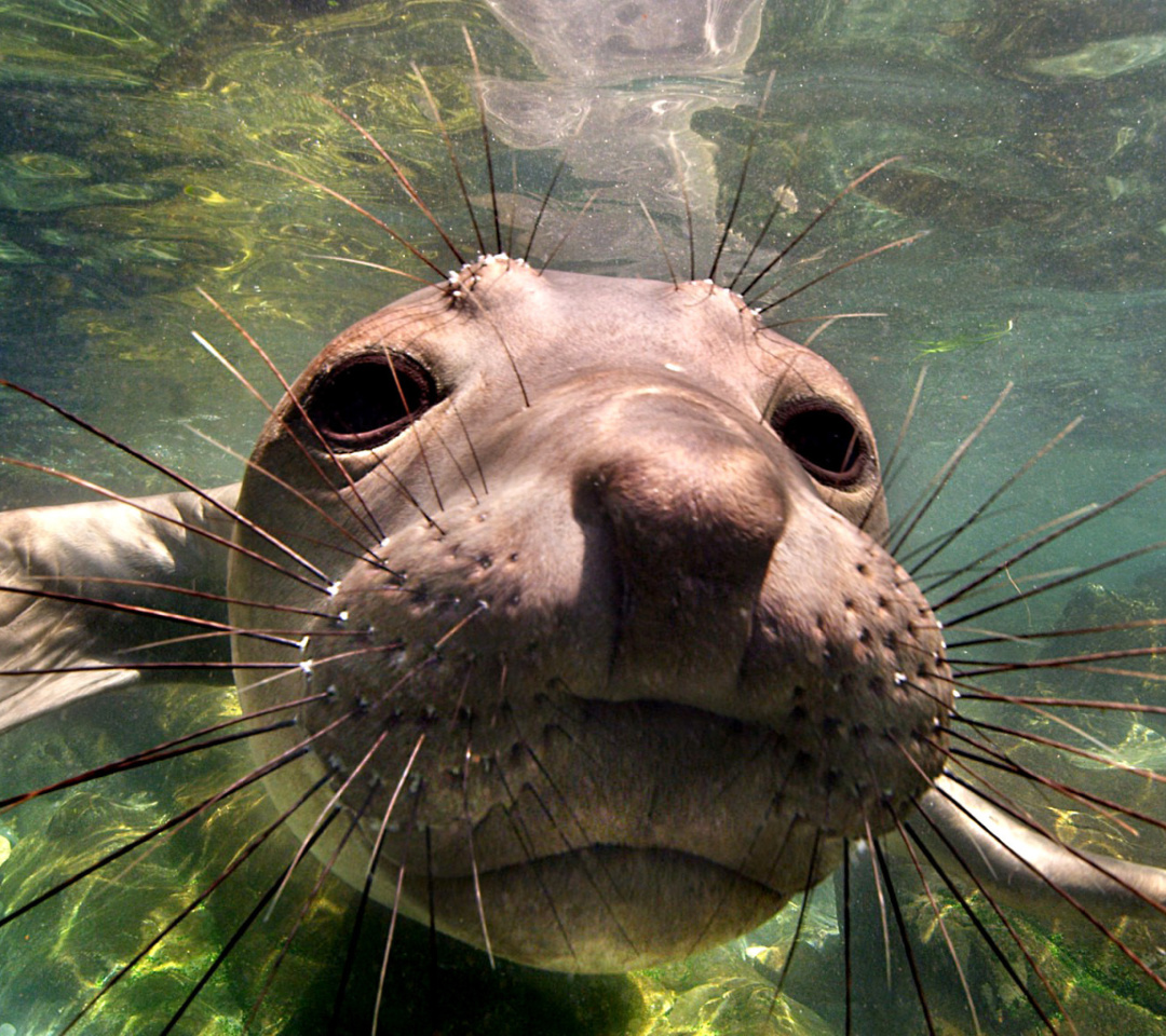 Elephant seal wallpaper 1080x960