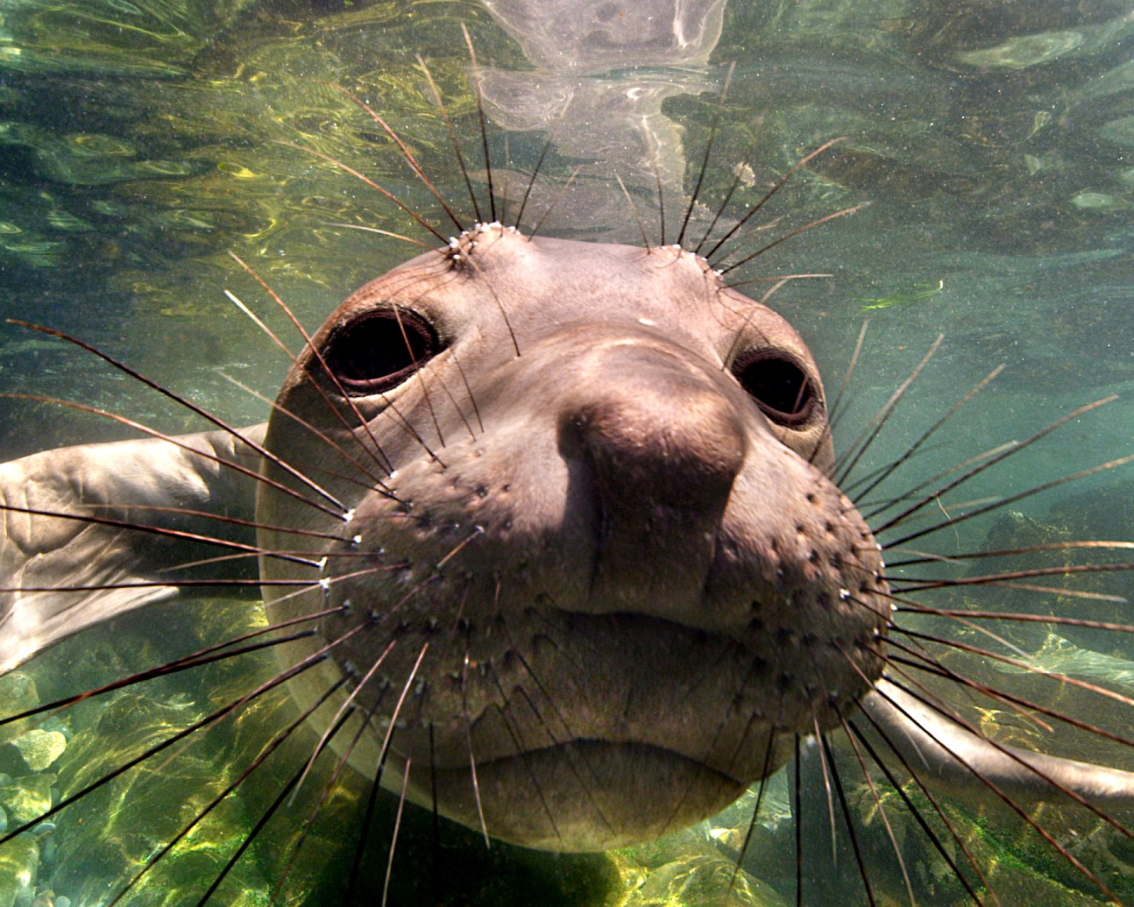 Elephant seal wallpaper 1600x1280