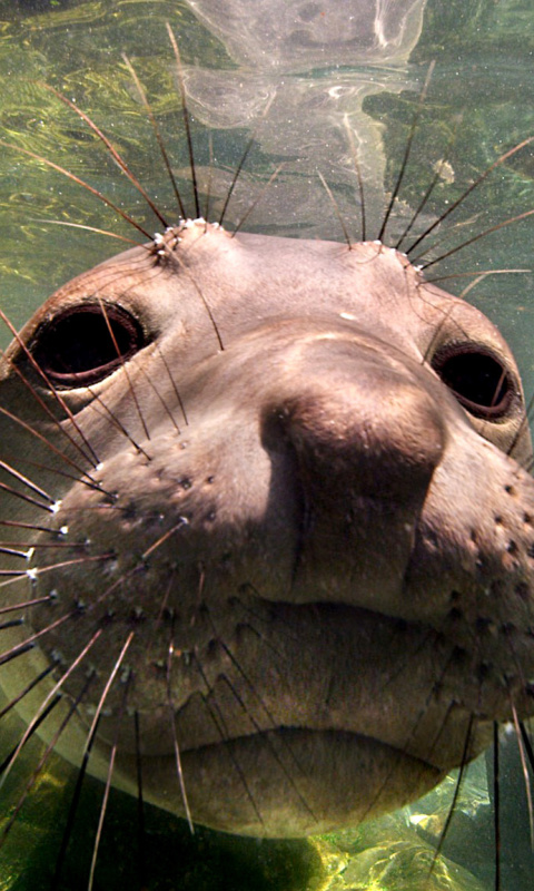 Elephant seal wallpaper 480x800