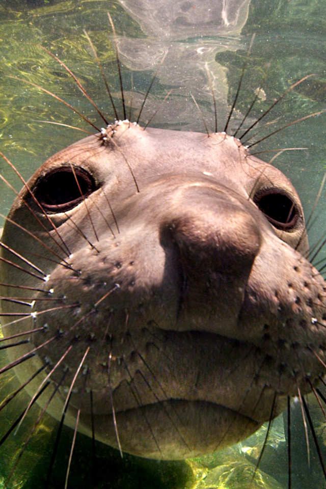 Elephant seal screenshot #1 640x960