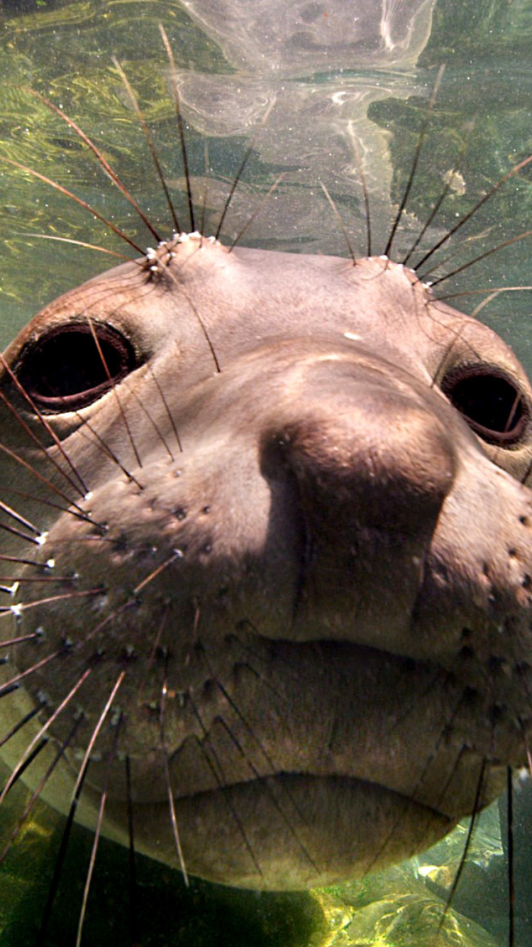 Elephant seal screenshot #1 750x1334