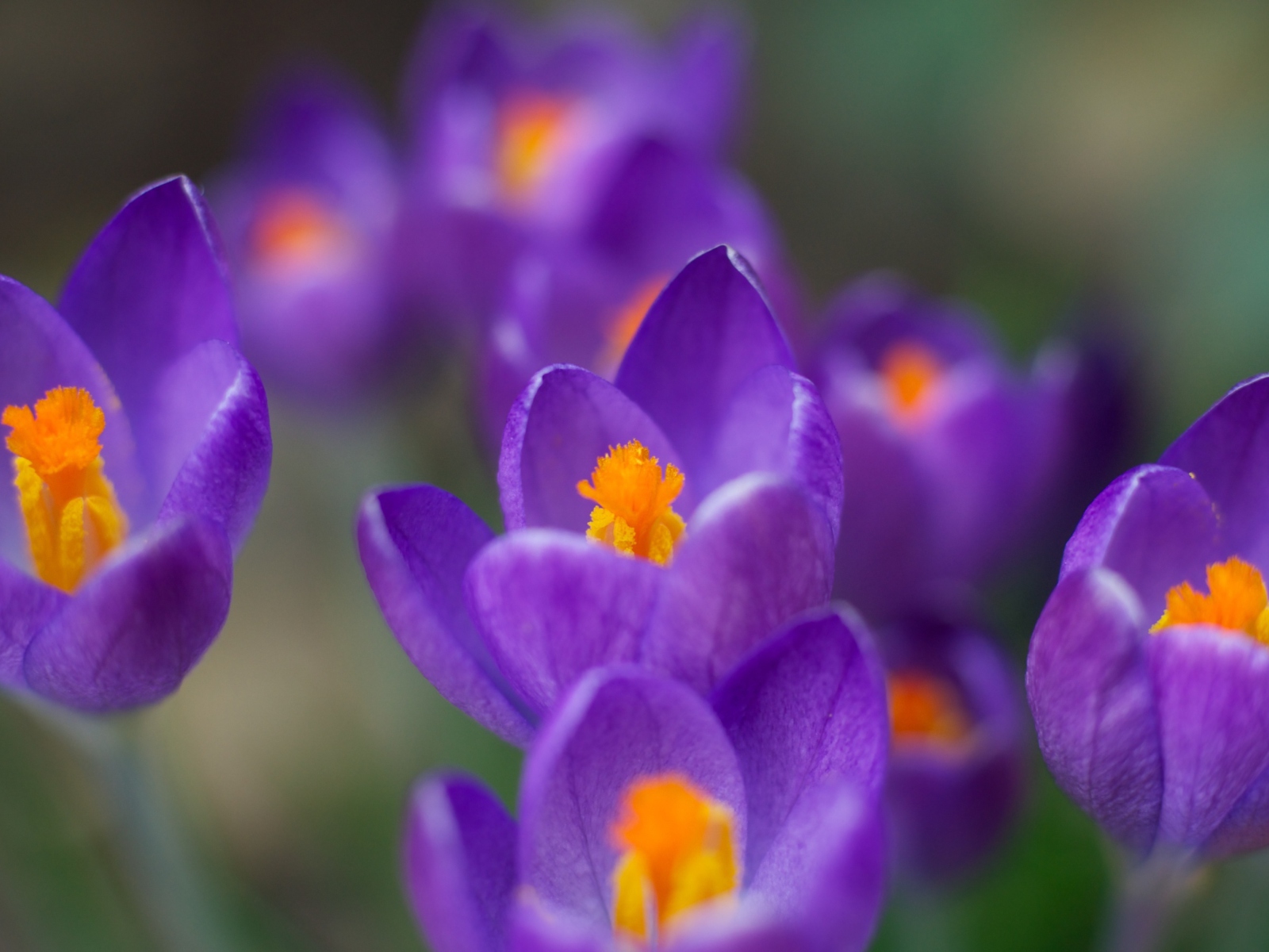 Fondo de pantalla Crocuses 1600x1200