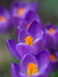 Обои Crocuses 240x320