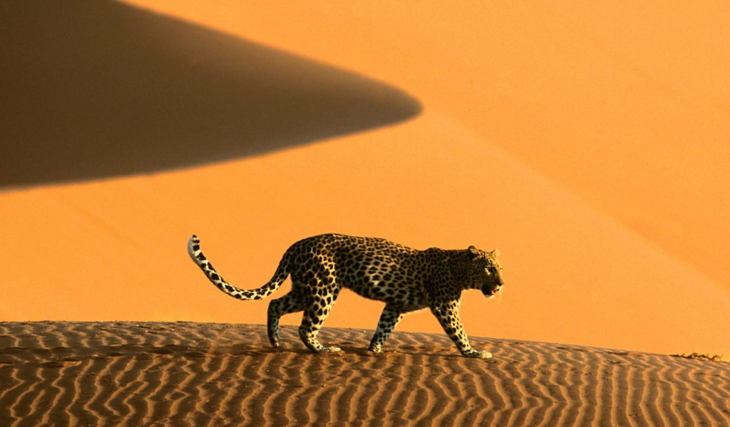 Cheetah In Desert wallpaper 1024x600
