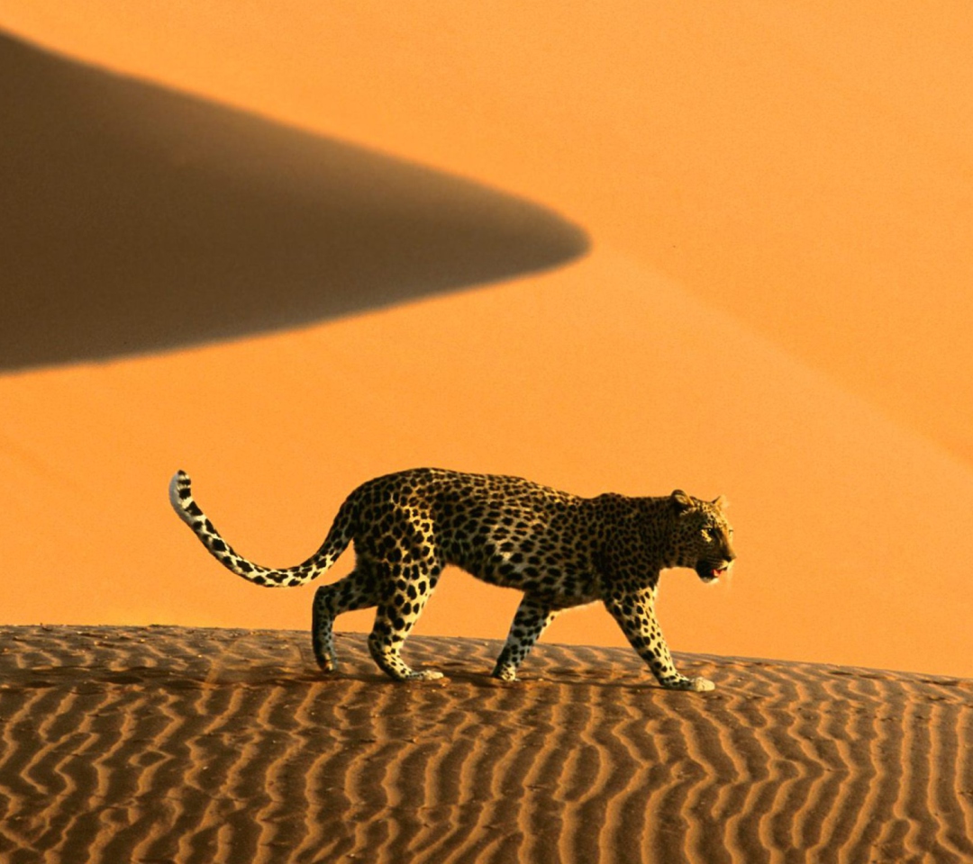 Das Cheetah In Desert Wallpaper 1080x960
