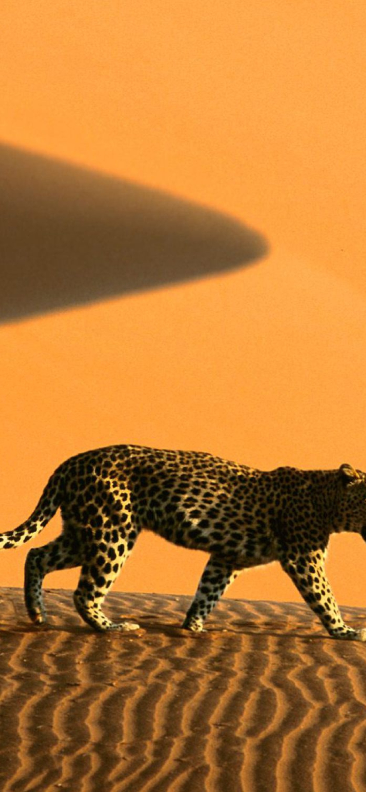 Обои Cheetah In Desert 1170x2532