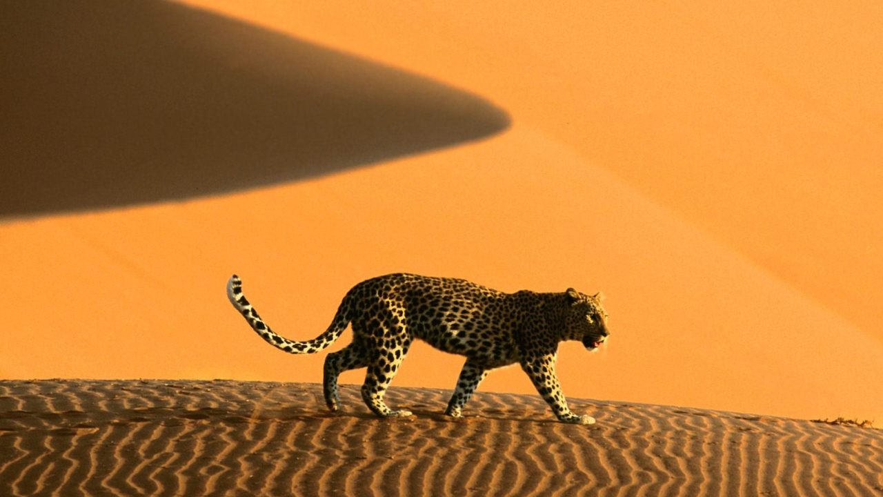 Обои Cheetah In Desert 1280x720