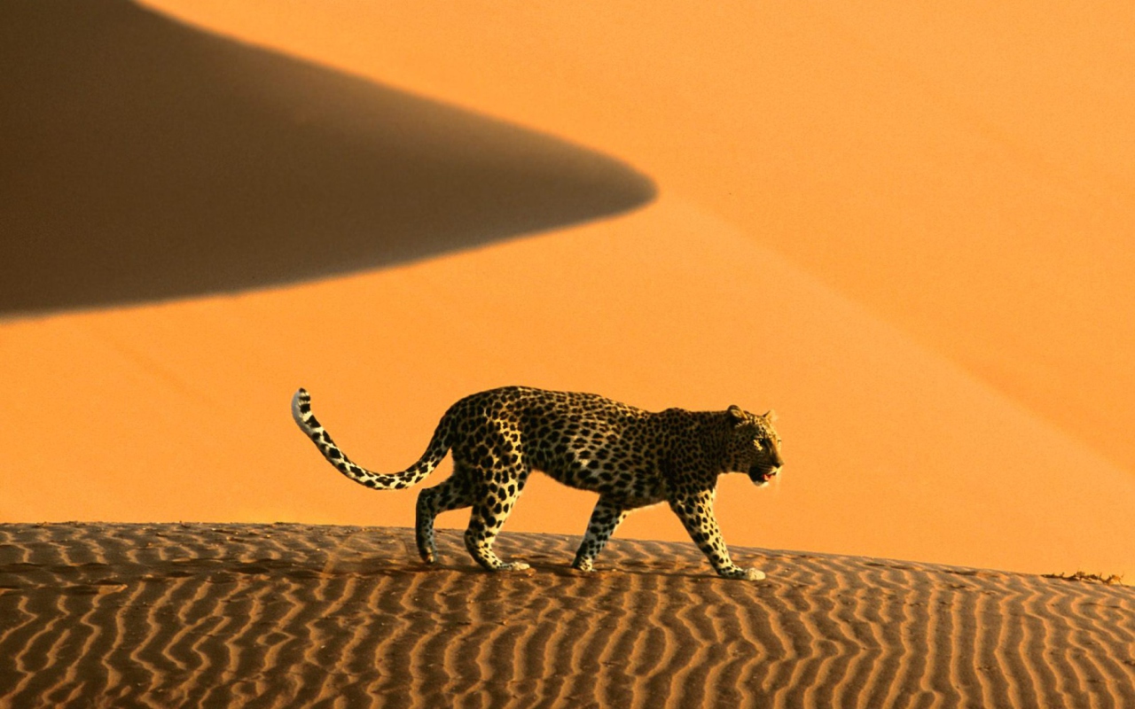 Das Cheetah In Desert Wallpaper 1280x800