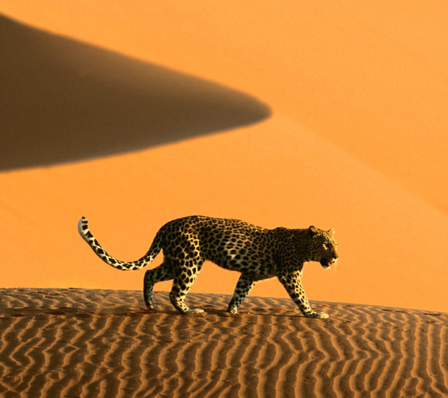 Das Cheetah In Desert Wallpaper 1440x1280