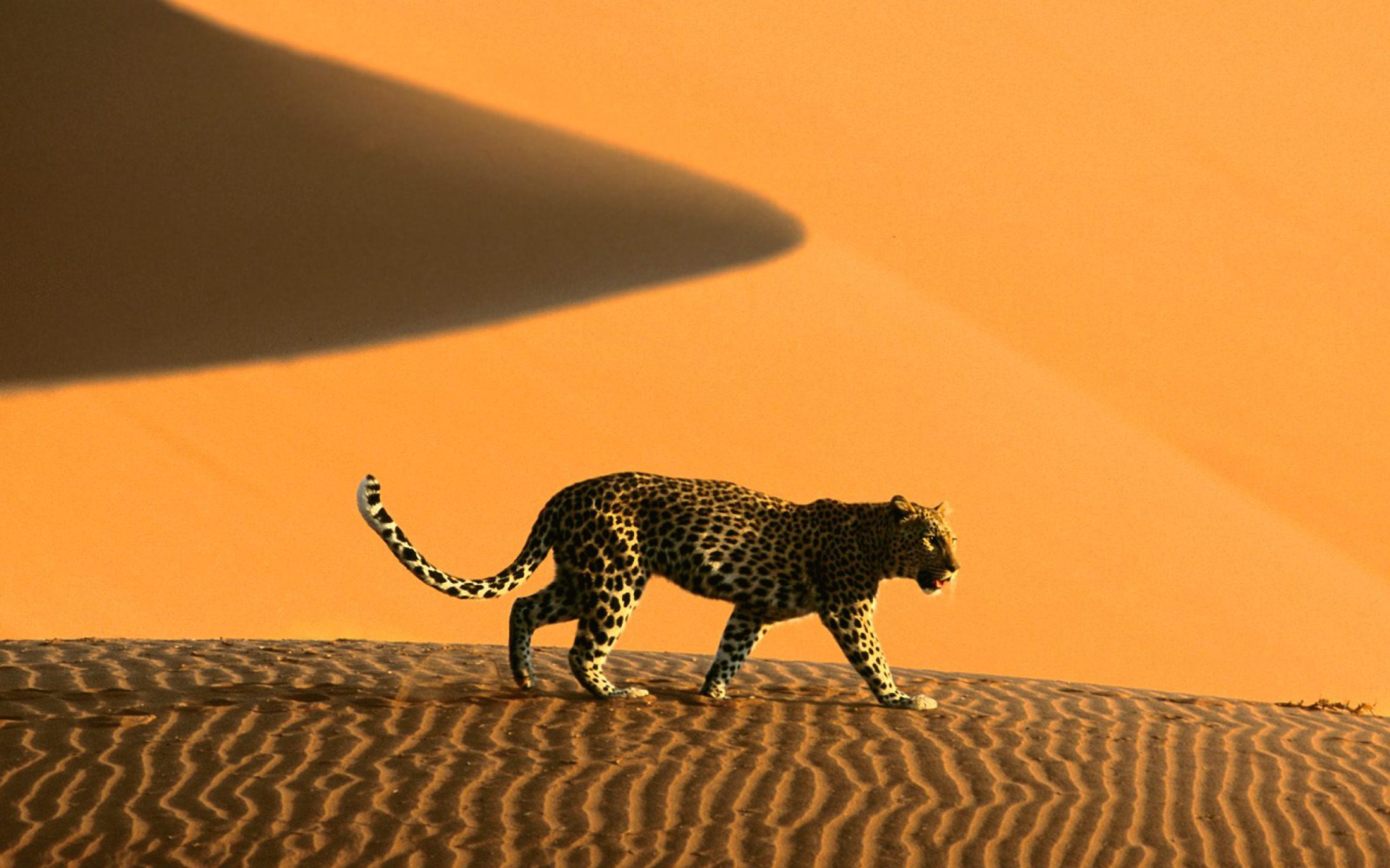 Обои Cheetah In Desert 1920x1200