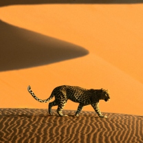 Das Cheetah In Desert Wallpaper 208x208