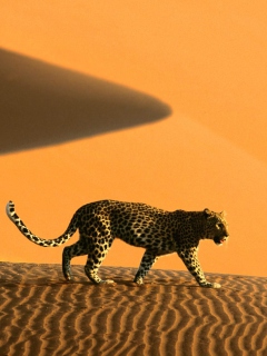 Обои Cheetah In Desert 240x320