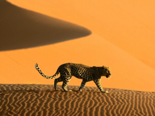Das Cheetah In Desert Wallpaper 320x240