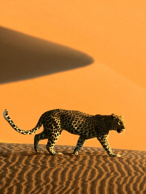 Обои Cheetah In Desert 480x640