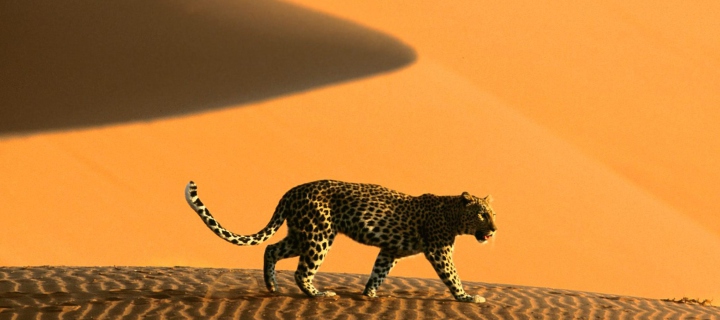 Sfondi Cheetah In Desert 720x320