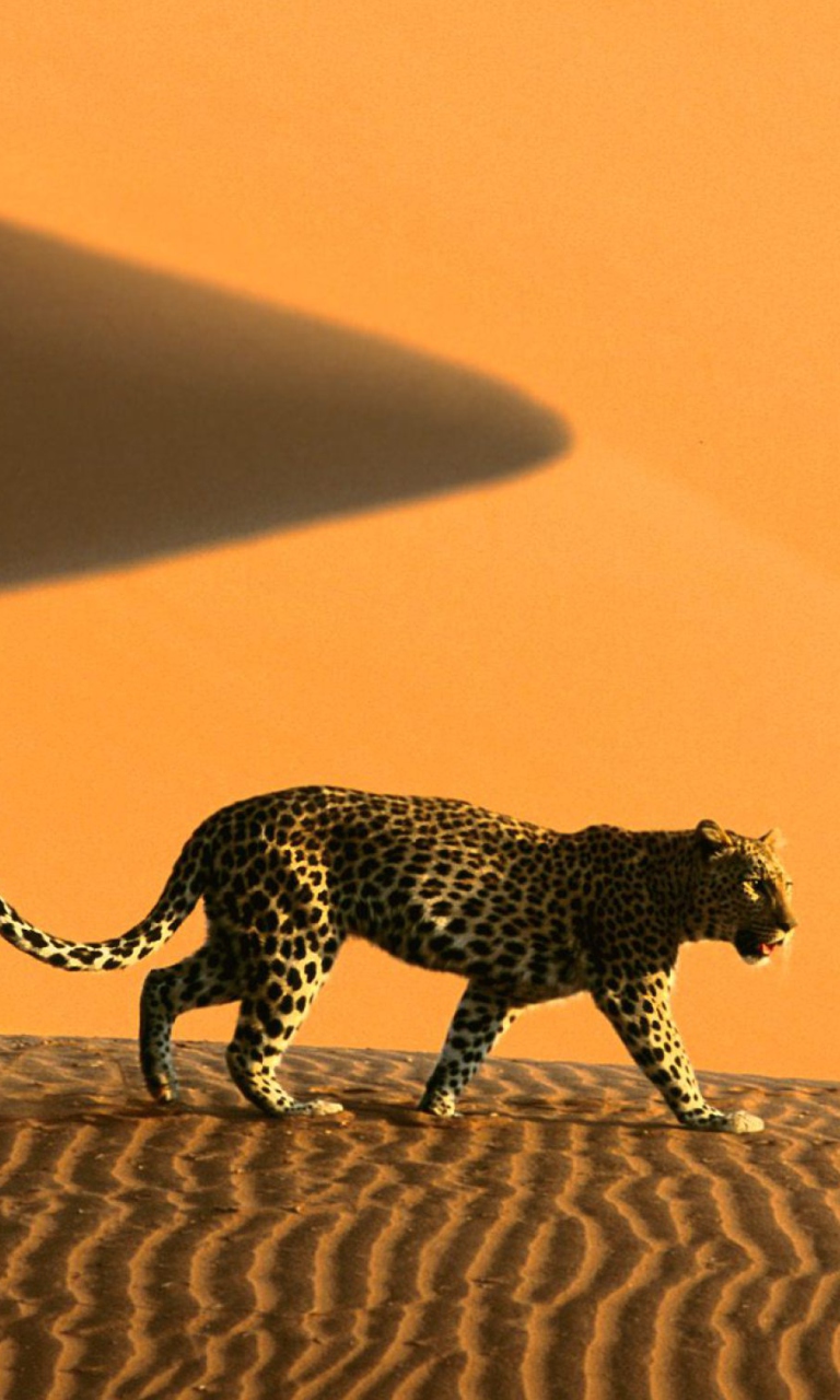 Обои Cheetah In Desert 768x1280