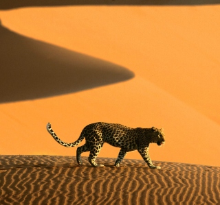 Cheetah In Desert Picture for 1024x1024