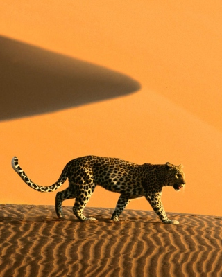 Cheetah In Desert sfondi gratuiti per Nokia Asha 305